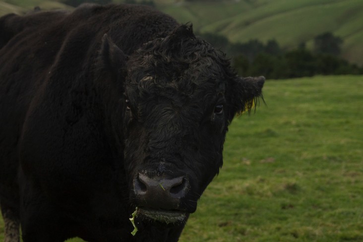 Close up of a cow